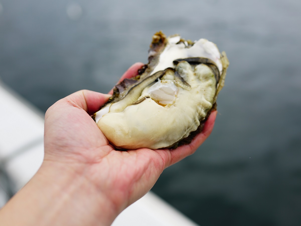 気仙沼完熟牡蠣のオイスターソース1
